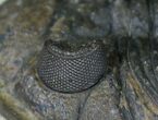 Exceptional Zlichovaspis Spinifera Trilobite - #21233-4